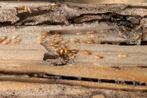 Best Mosquito Control Services  in Epworth, IA