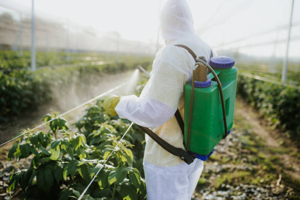 Best Wasp Removal Services  in Epworth, IA